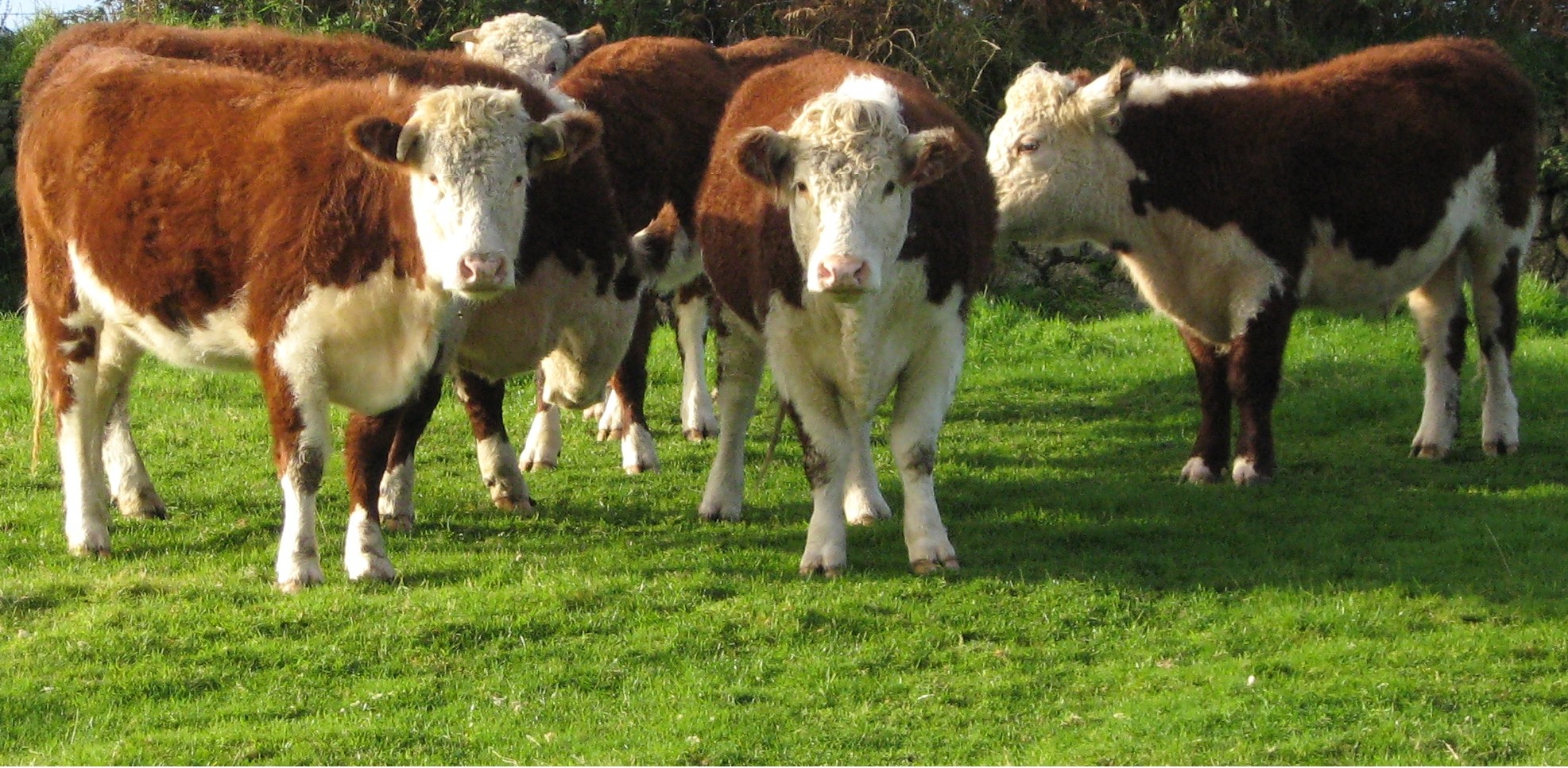 Purebred Hereford- Bred Heifers, open heifers and steers.